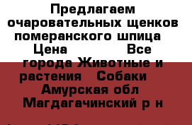 Предлагаем очаровательных щенков померанского шпица › Цена ­ 15 000 - Все города Животные и растения » Собаки   . Амурская обл.,Магдагачинский р-н